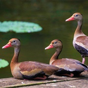 Pointe-À-Pierre Wild Fowl Trust, Trinidad & Tobago