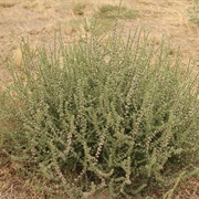 Prickly Russian Thistle (Kali Tragus)