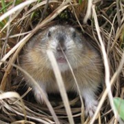 Ungava Collared Lemming
