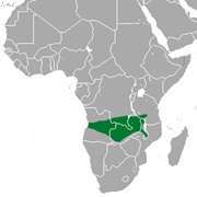 Dobson's Epauletted Fruit Bat