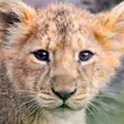 Young Lion - Vampire Weekend