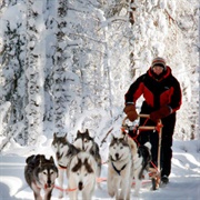 Dog Sledding, Rovaniemi, Finland