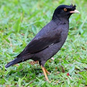 Crested Myna