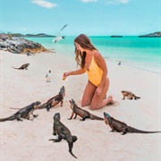 Visit the Iguanas at Allen Cay, Bahamas