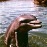 Flipper (Flipper, 1963)
