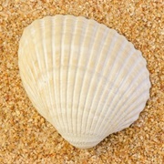 Ark Clam