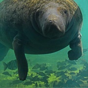 Ellie Shiller Homosassa Springs Wildlife State Park