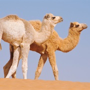 Dromedary Camel