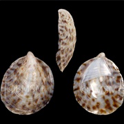 Little Speckled Slipper Snail