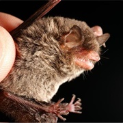 Hairy-Legged Myotis