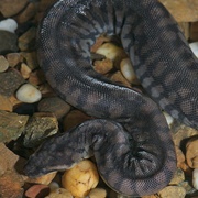 Arafura File Snake