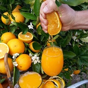 Fresh Squeezed Florida Orange Juice (USA)
