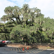 Candler Oak Tree, Savannah, GA