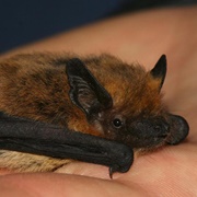 Kuhl's Pipistrelle
