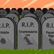 Small Samoan Flying Fox