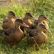 5 Little Ducks