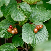Squashberry (Viburnum Edule)