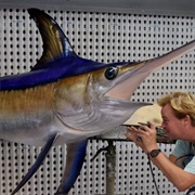 Ocean Taxidermy