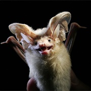 Desert Long-Eared Bat