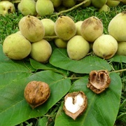 Manchurian Walnut (Juglans Mandshurica)
