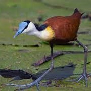 African Jacana