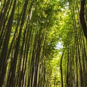 Bamboo Forest