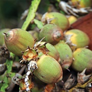 Coco-Babão (Syagrus Cearensis)