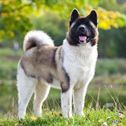 Akita