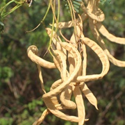 Long-Thorn Kiawe (Prosopis Juliflora)