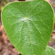 Snake Vine (Stephania Japonica)