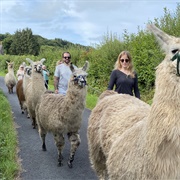 Walk a Llama