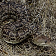 Cuban Boa