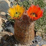 Texas Rainbow Hedgehog Cactus