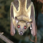 Straw-Coloured Fruit Bat