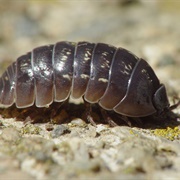 Pill Bug