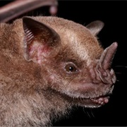 Jamaican Fruit Bat