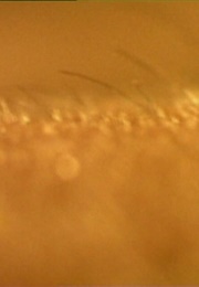 Sybelle II (Delvoye) (1999)