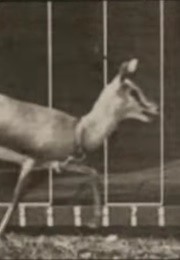 Antelope Trotting 1887 (1890)