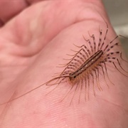 House Centipedes