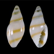Gold-Line Marginella