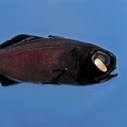 Flashlight Fish