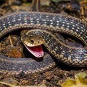 Eastern Garter Snake
