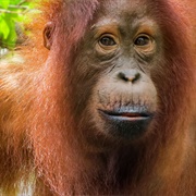 Sepilok Orangutan Rehabilitation Centre, Sabah, Malaysia.