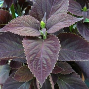 Coleus Velvet Night