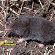 Southern Short-Tailed Shrew