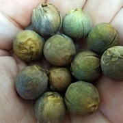 Miniature Coconut Palm (Syagrus Weddelliana)