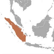 Brooks's Dyak Fruit Bat