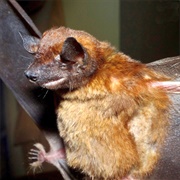 Rufous Dog-Faced Bat