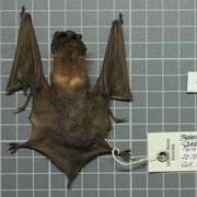 Nigerian Free-Tailed Bat