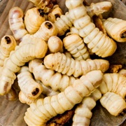 Witchetty Grub